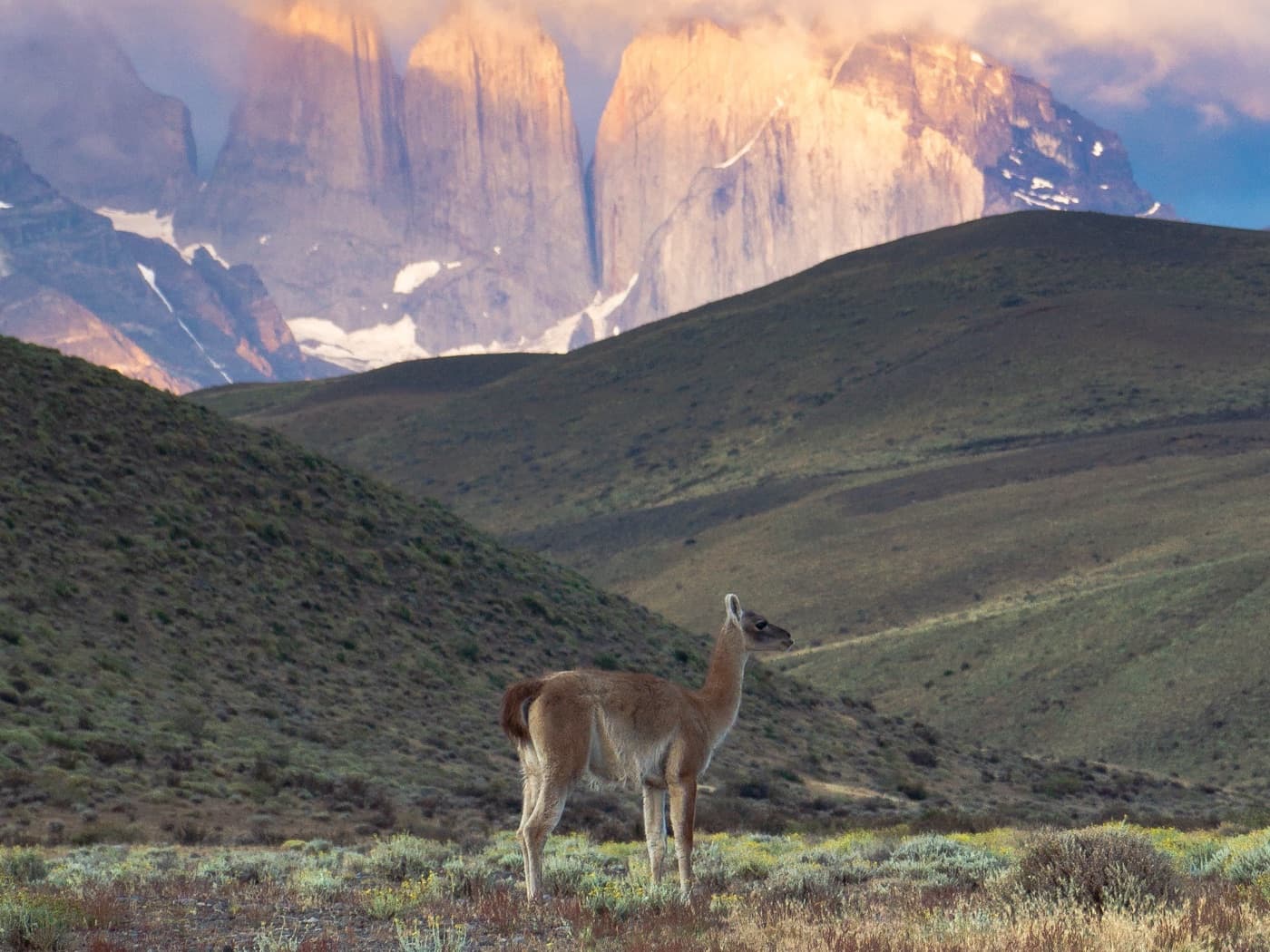 A guanaco standing in a meadow at dusk, with granite towers glowing behind it